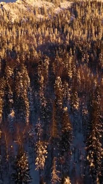Міткінські Скелі Хвойні Ліси Зимовий Ранок Вид Повітря Таганський Національний — стокове відео