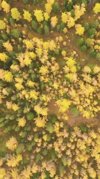Modřínový Les Podzim Letecký Pohled Shora Dolů Altai Republic Rusko — Stock video