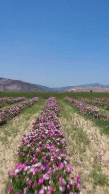 Güneşli bir günde Gül Tarlası. Hava görüntüsü. Isparta, Türkiye. İnsansız hava aracı alçaktan uçuyor. Dikey Video