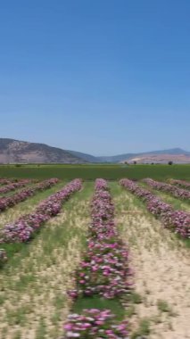 Güneşli bir günde Gül Tarlası. Hava görüntüsü. Isparta, Türkiye. İnsansız hava aracı alçaktan uçuyor. Dikey Video