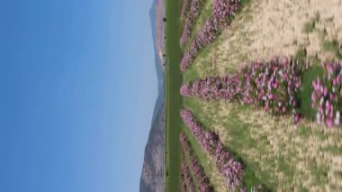 Güneşli bir günde Gül Tarlası. Hava görüntüsü. Isparta, Türkiye. İnsansız hava aracı alçaktan uçuyor. Dikey Video