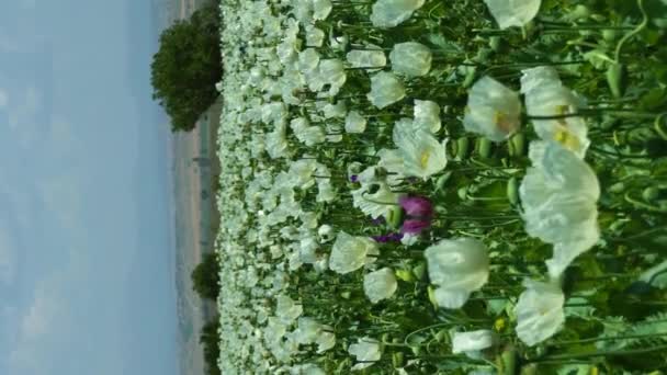 White Poppy Field Mountains Isparta Turkey Medium Shot Vertical Video — Stock Video