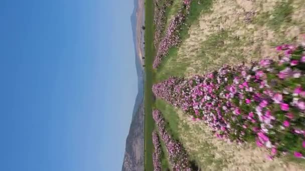 Field Rose Rows Jour Ensoleillé Vue Aérienne Isparta Turquie Drone — Video
