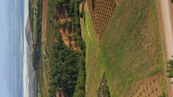 Champ Lavande Immature Forêt Montagnes Vue Aérienne Région Isparta Turquie — Video