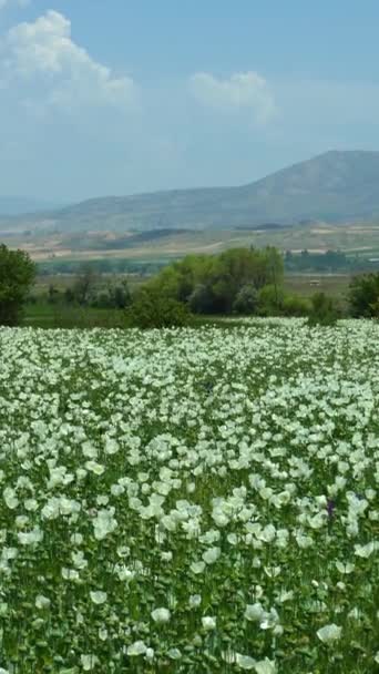 White Poppy Field Mountains Isparta Turquia Tiro Largo Vídeo Vertical — Vídeo de Stock