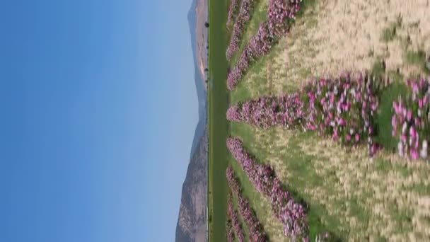 Field Rose Rows Jour Ensoleillé Vue Aérienne Isparta Turquie Drone — Video