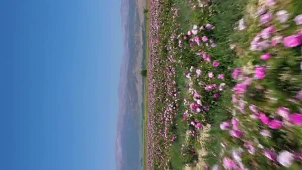 Rose Field Jour Ensoleillé Vue Aérienne Isparta Turquie Drone Vole — Video