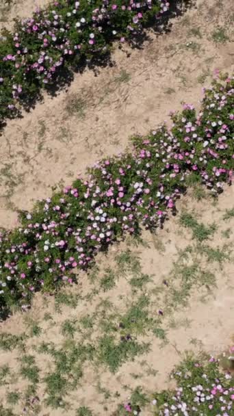 Rose Field Jour Ensoleillé Vue Aérienne Verticale Haut Vers Bas — Video