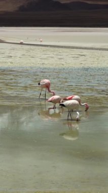 Laguna Verde ve Flamingolar. Bolivya 'da. Dikey Video