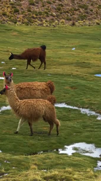Grupo Llamas Green Grassy Field Departamento Potosí Bolivia Vídeo Vertical — Vídeo de stock