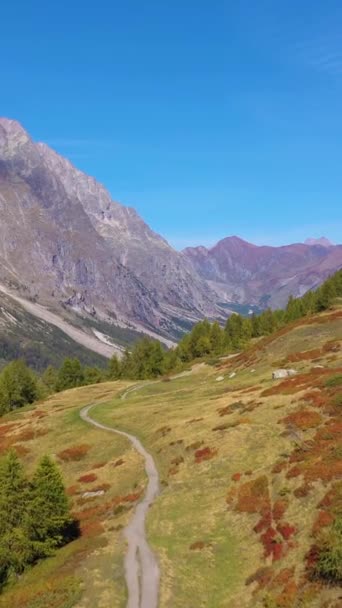 バックパックとハイキングポーランド人のハイカーマンは 秋の山のトレイルを歩いています イタリアアルプス イタリア アリアルビュー レッド ブッシュ ドローンは前方に飛び 上昇する バーティカルビデオ — ストック動画