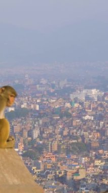 Svajambhunath Tapınağı 'ndaki maymun ve Sunny Day' deki Katmandu City Panoraması. Nepal 'de. Dikey Video