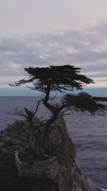 Günbatımında Monterey yakınlarında Lone Cypress ve Pacific Ocean. Kaliforniya, ABD. Hava görüntüsü. Drone, Ağacın Üzerinde Uçuyor. Dikey Video