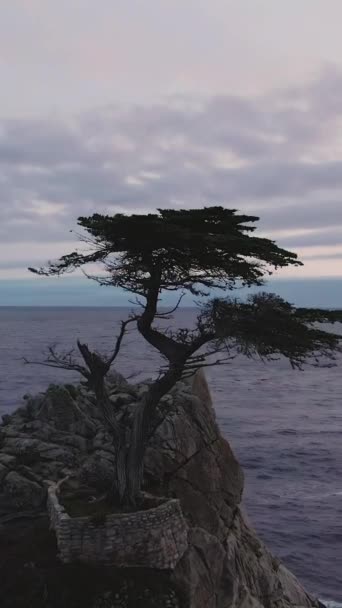 Одинокий Кипарис Тихий Океан Возле Монтери Закате Калифорния Сша Вид — стоковое видео