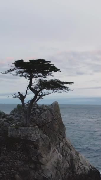 Monterey Yakınlarında Yalnız Cypress Kaliforniya Abd Hava Görüntüsü Drone Yörüngede — Stok video
