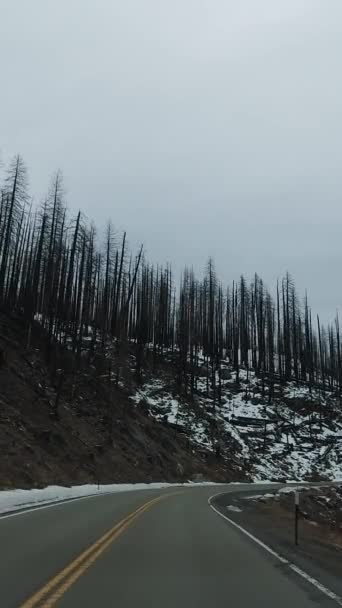 Автомобіль Національному Парку Йосеміті Каліфорнія Сша Спалені Дерева Вертикальне Відео — стокове відео