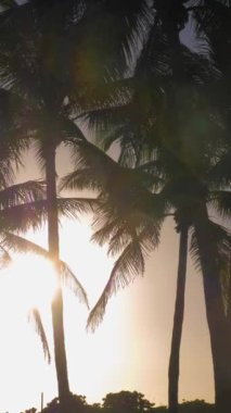 Gün doğumunda Palm Trees Silhouette 'de. Dikey Video