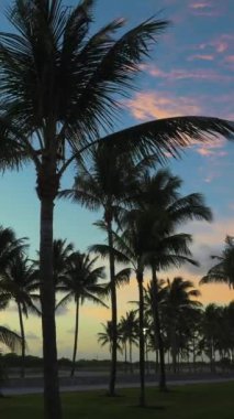 Gün doğumunda Lummus Park 'taki Palm Trees siluetleri. Miami Beach, ABD. Dikey Video