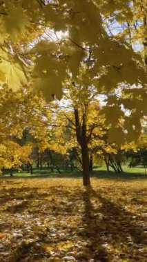 Güneşli Sonbahar Gününde Sarı Akçaağaç Ağaçlı Park veya Orman. Kamera ileri doğru hareket ediyor. Steadicam Shot. Ağır çekim. Güneş ağaçların arasında parıldıyor. Dikey Video