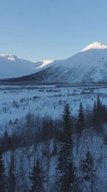 Drone, Karlı Dağlar 'daki kozalaklı ağaçların üzerinden uçuyor. Hava görüntüsü. Düşük Açı Atış Kuruluyor. Dikey Video