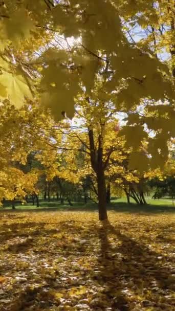黄枫树公园或森林在阳光明媚的秋天 摄像头在向前移动 Steadicam开枪了慢动作太阳正透过树木闪耀 垂直录像 — 图库视频影像
