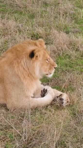 狮子注意到猎物就逃跑了 野生动物猎杀背景上的干草 垂直录像 — 图库视频影像