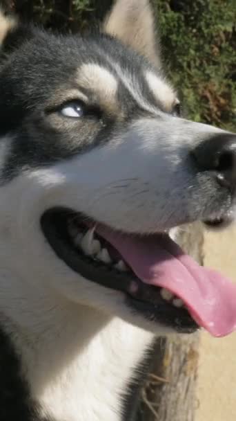 Νεαρό Χαριτωμένο Husky Σκυλί Υγρή Μύτη Άνοιξε Σαγόνια Και Γλώσσα — Αρχείο Βίντεο