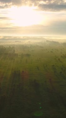 Güneşli bir sabahta yeşil tarlaların ve ağaçların üzerinden uçup duruyorlar. Hava görüntüsü. Dikey Video