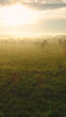 Güneşli bir sabahta yeşil tarlaların ve ağaçların üzerinde uçuyorlar. Hava görüntüsü. Dikey Video