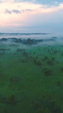 Yeşil tarlaların ve sisli ağaçların üzerinde uçuyor. Hava görüntüsü. Sıcak renkler. Dikey Video