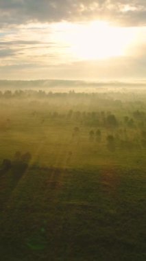 Yeşil çayırların üzerinde uçuyor ve ağaçlar güneşe karşı sisli. Hava görüntüsü. Dikey Video