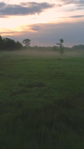 Низький Кут Польоту Над Зеленою Травою Ранковому Тумані Вертикальне Відео — стокове відео
