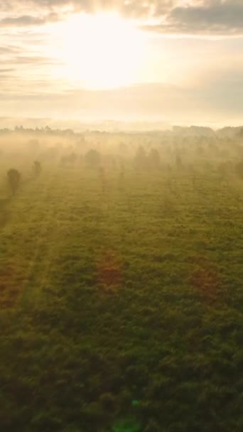 霧の日の出に緑色の牧草地や木の上を飛んでいる 空からの眺め バーティカルビデオ — ストック動画