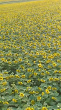 Ayçiçeği tarlası. Drone sola doğru uçuyor. Hava görüntüsü. Dikey Video