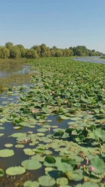 Yeşil nilüferlerin üzerinde alçak açı uçuyor. Hava görüntüsü. Dikey Video