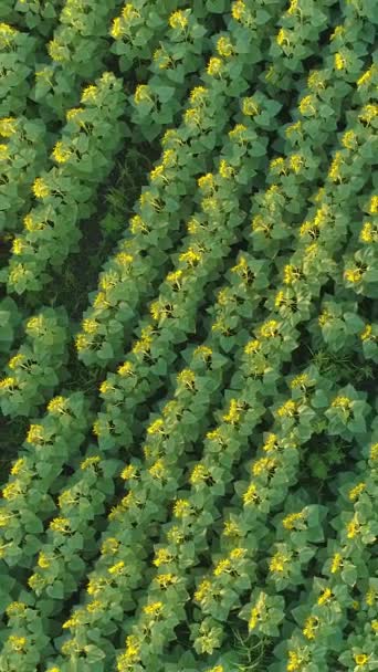 Sonnenblumenfeld Drohnen Drehen Sich Und Fliegen Nach Oben Das Feld — Stockvideo