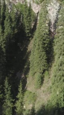 Tepe yamacında Green Spruces. Hava görüntüsü. İnsansız hava aracı yan ve yukarı doğru uçuyor. Dikey Video