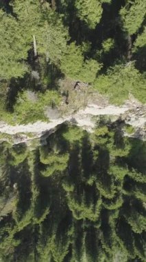 Tepe yamacında Green Spruces. Havadan Yukarıdan Aşağı Görünümü. Drone yukarı uçuyor. Atış ayarlanıyor. Dikey Video