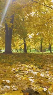Sarı akçaağaç ağaçları ve yapraklar güneşli bir sonbaharda parkta. Güneş ışınları yaprakların arasından geçiyor. Yatay panoramik çekim. 60 fp. Dikey Video