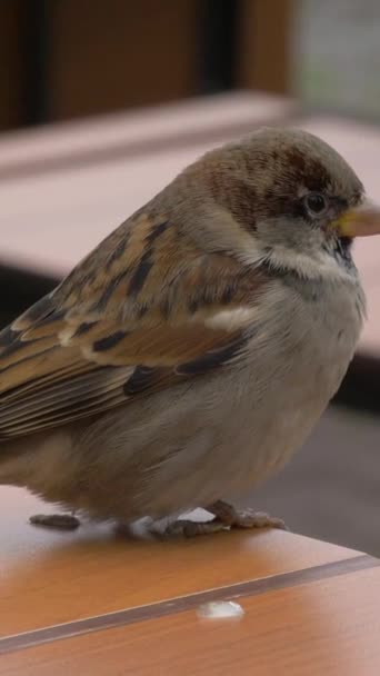 Brown Sparrow Opening Beak Table Close View Vertical Video — Stock Video