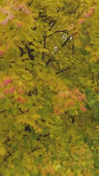 Дрон Летит Вверх Жёлтым Кленовым Деревьям Осенью Вид Воздуха Вертикальное — стоковое видео