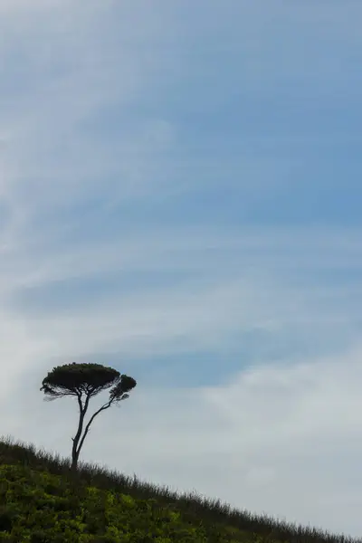 Portekiz 'de bir tepenin yamacında deniz çamı.