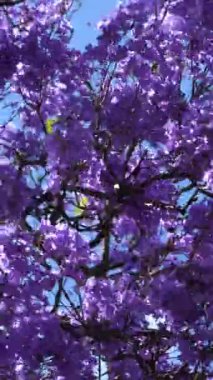 Purple Blue Jacaranda Tree Branches with Flowers Waving in Wind. Lisbon, Portugal. Close-Up Shot. Vertical Video