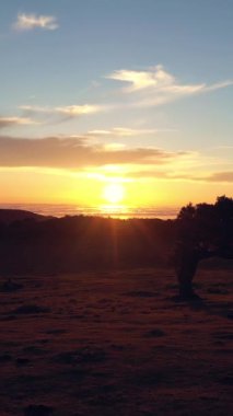 Günbatımında Fanal Ormanı Ağaçları. Altın Saat. Hava Aracı Atışı. Madeira, Portekiz. Düşük Seviyede Yavaşça Geriye Doğru İlerliyorum. Dikey Video