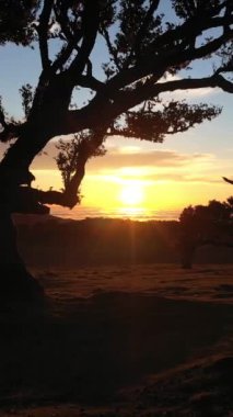 Günbatımında Fanal Ormanı Ağaçları. Altın Saat. Hava Aracı Atışı. Madeira, Portekiz. Alçak Seviye 'de Yavaşça İlerleyin. Dikey Video
