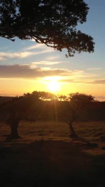 Günbatımında Fanal Ormanı Ağaçları. Hava Aracı Atışı. Madeira, Portekiz. Yavaşça ileri doğru ilerliyoruz. Dikey Video
