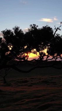 Gün batımında Fanal Ormanı 'nın Siluetleri. Hava Aracı Atışı. Madeira, Portekiz. İleriye ve yukarıya doğru ilerliyoruz. Dikey Video