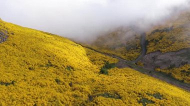 Sarı Çiçek açan dağ yamaçları yaz gününde. Hava Aracı Atışı. Madeira, Portekiz. İleri ve Aşağı Gidiyor