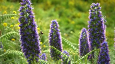 Madeira Mor Çiçekleri ve Yabanarıları 'nın Gururu. Madeira, Portekiz.