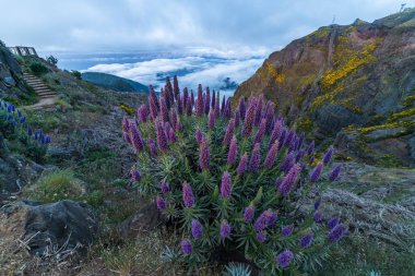 Pico do Arieiro. Dağlar ve Madeira Çiçeklerinin Mavi Gururu. Bulut Dönüşümü. Portekiz.